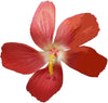 Sample Product Image