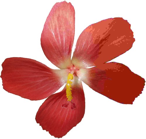 Sample Product Image